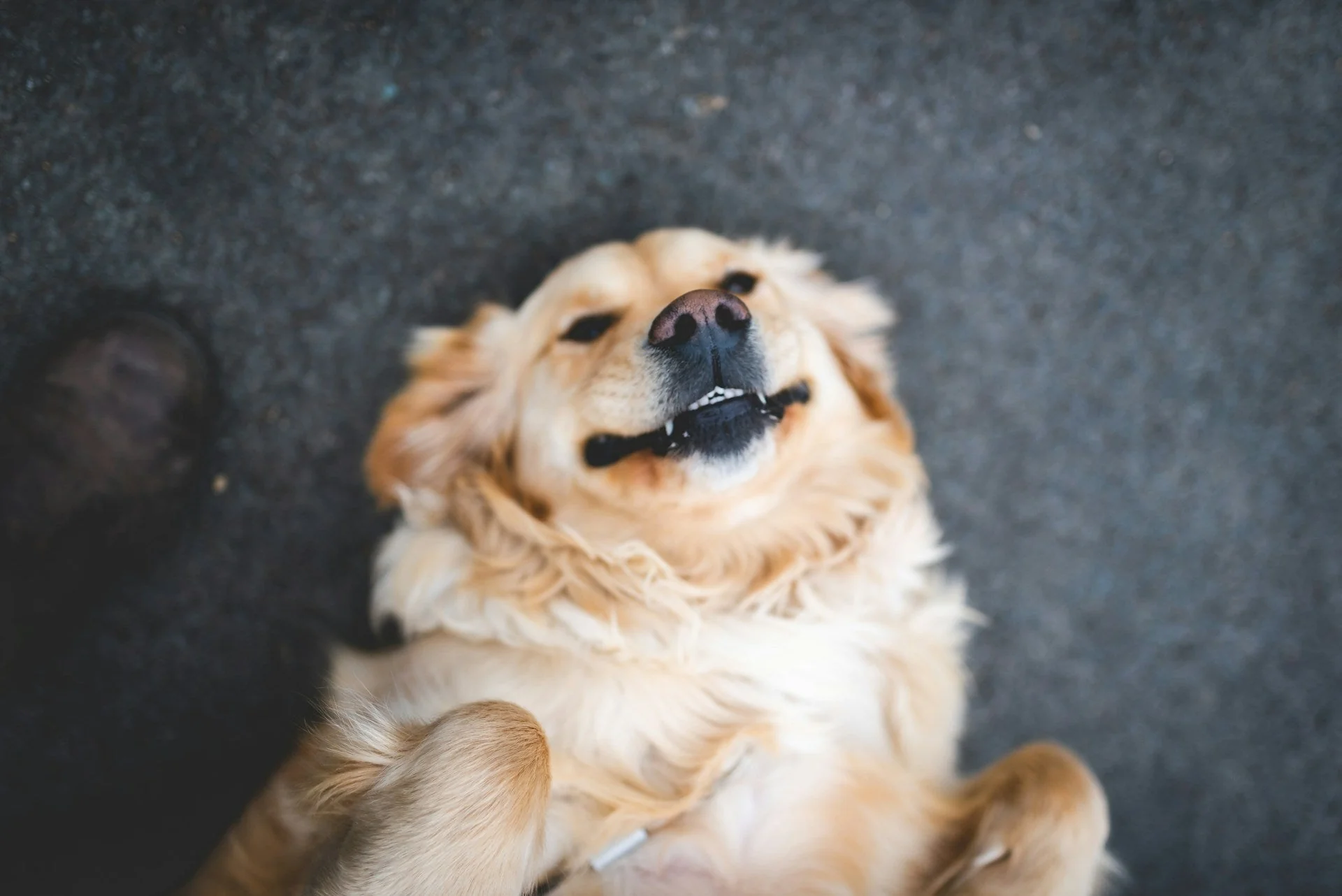 Pure Nutrition, Happy Tails